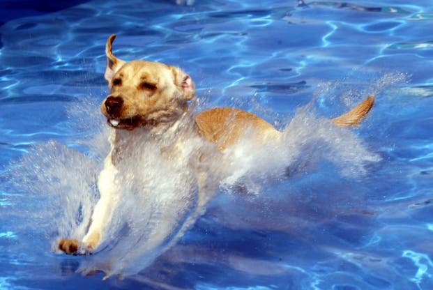 A new report has ranked the 20 most dog-friendly cities in America. 