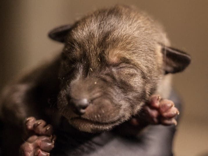 Critically endangered wolf pups have been born at Lincoln Park Zoo.