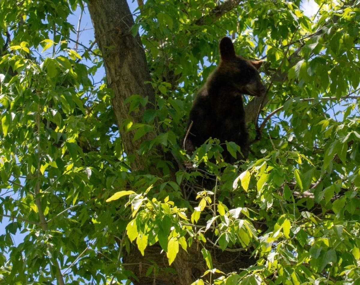 A young bear has been released back into the mountains after he was spotted wandering around Littleton.