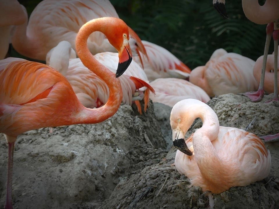 Flamingos Freddie Mercury and Lance Bass have found love at the Denver Zoo.