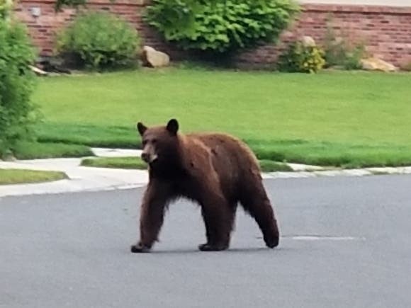 A bear was seen wandering in several Broomfield locations Monday, police said.