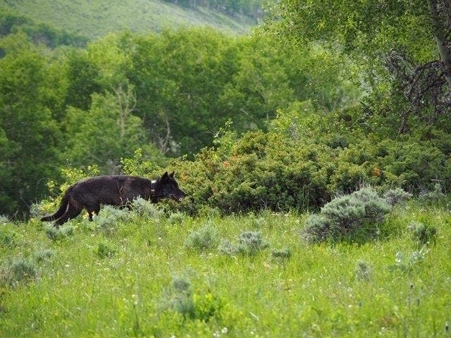 A gray wolf sighting in northwestern Colorado has been confirmed.