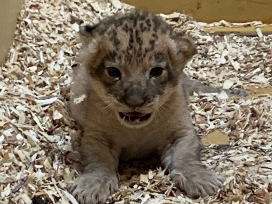 The Denver Zoo has welcomed a little lion cub.