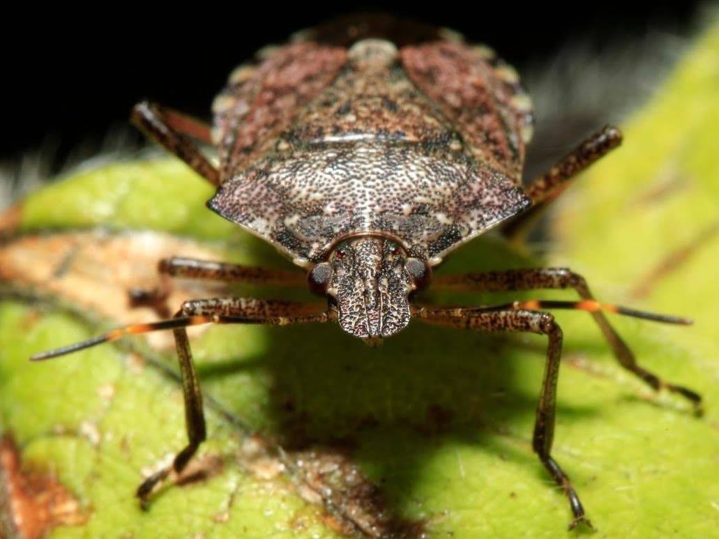 Brown marmorated stink bugs are moving into homes in Colorado right now in preparation for winter. First detected in the United States 20 years ago, they’re not harmful to humans but have caused widespread damage to specialty crops.
