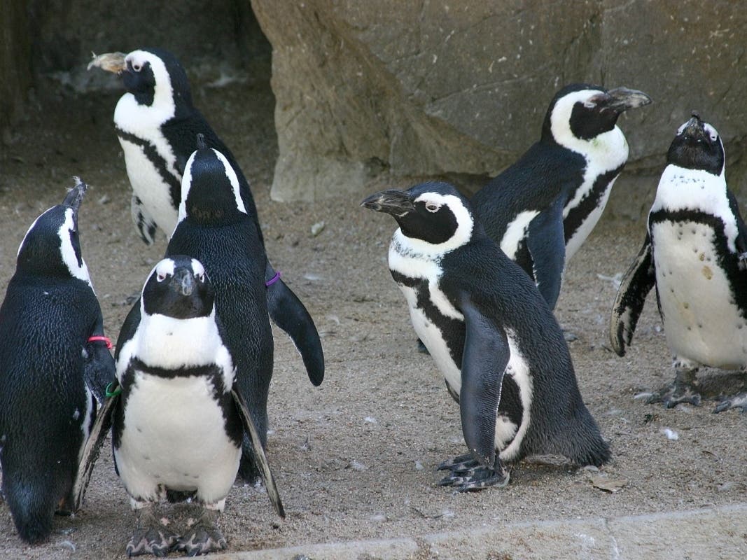 African penguins are among the favorite species for guests at Denver Zoo, and they’re about to get a new home.