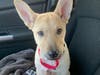 "Chaco Taco" has a heart problem that will now be fixed with surgery, thanks to many strangers' generosity.