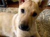 "Chaco Taco" has a heart problem that will now be fixed with surgery, thanks to many strangers' generosity.