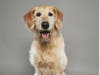 Go Rommy! This 5-year-old labradoodle from Englewood will be featured on Animal Planet.