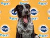 Go Aspen! This pup is part of Puppy Bowl XVI's starting lineup.
