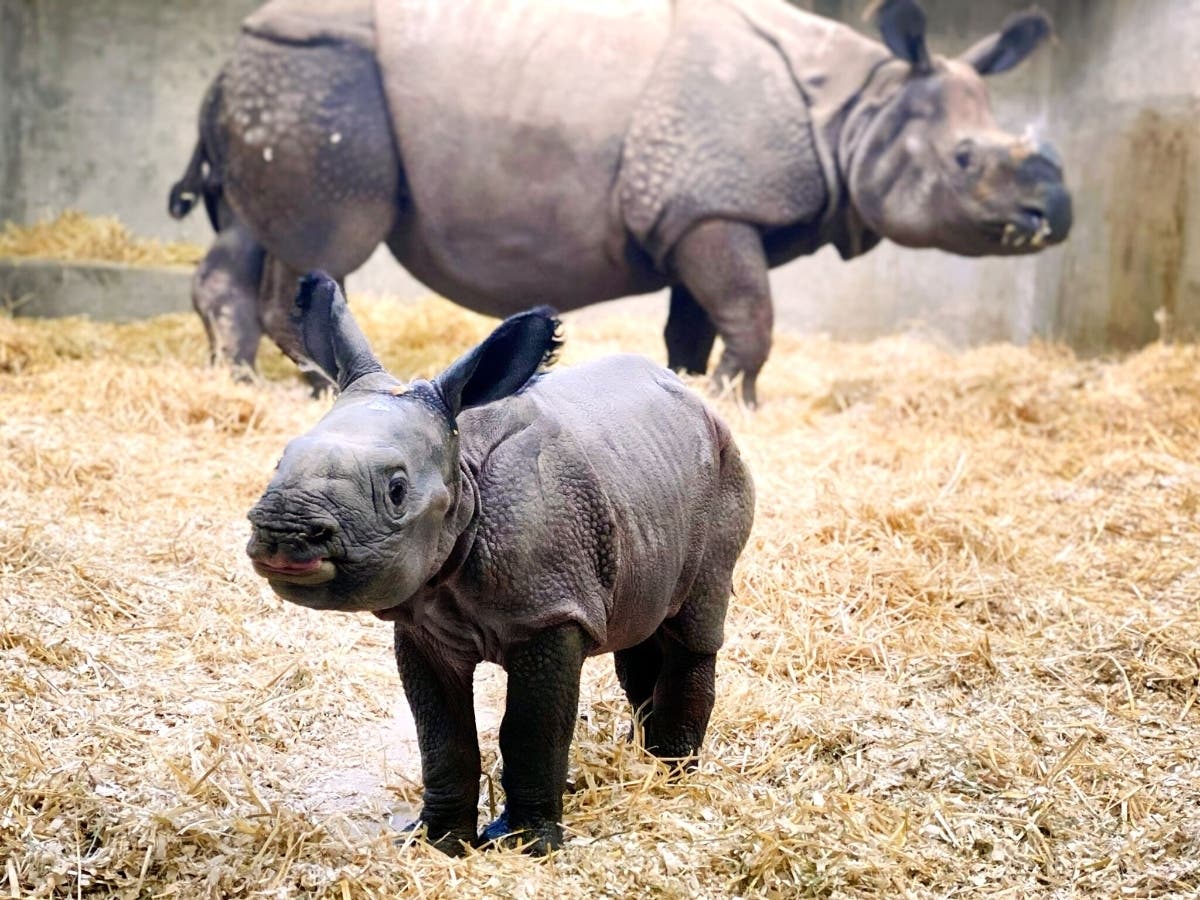 Tensing, 13, welcomed her first calf, who is yet to be named, Feb. 22.
