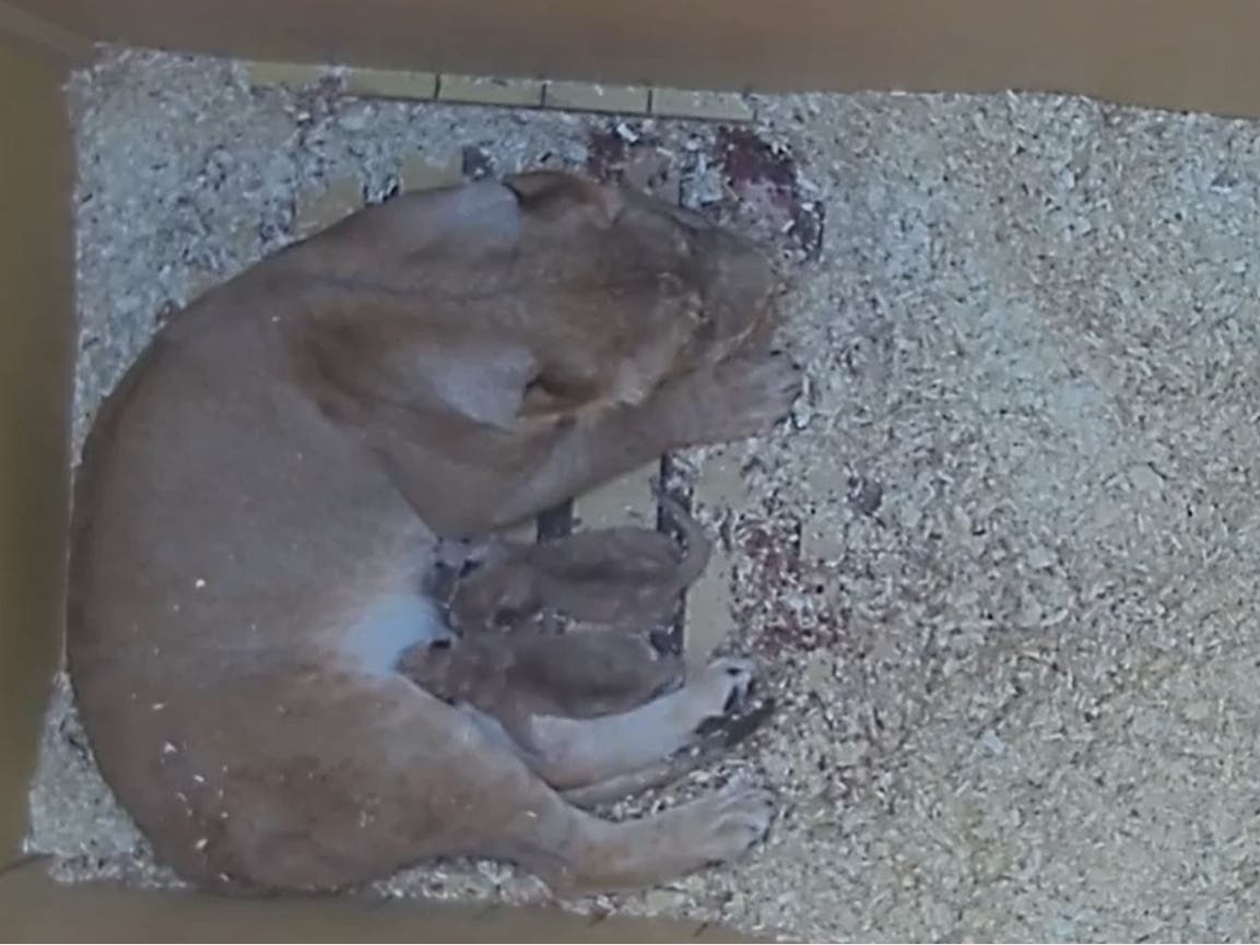The Denver Zoo welcomed two healthy lion cubs Thursday.