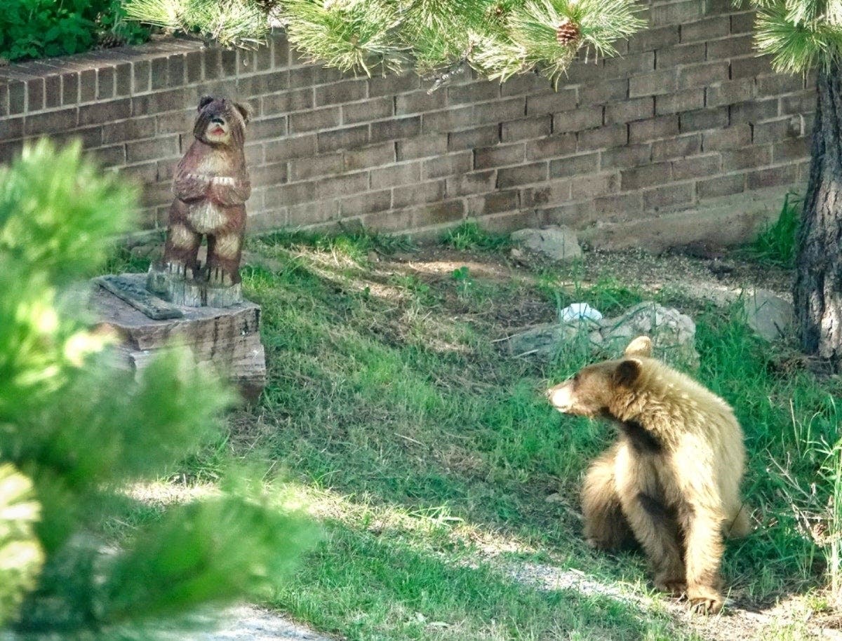 "Who is this fella?" A baby bear tries to figure out what's going on with a wooden baby bear in Boulder.