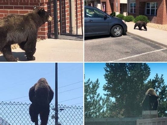 A young bear was seen wandering around Highlands Ranch Friday.