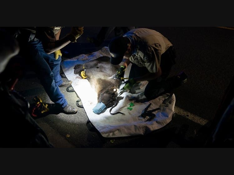 A bear was relocated out of Littleton Saturday, officials said.