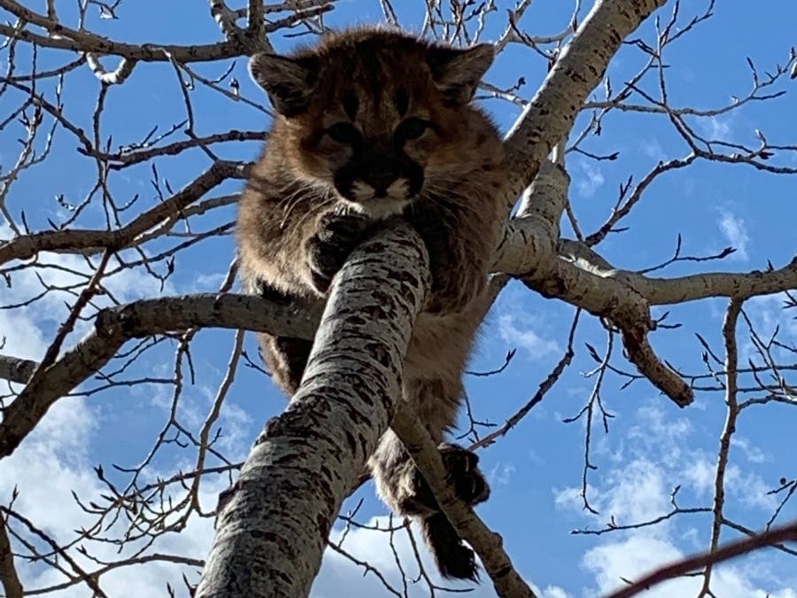 Rar! This little mountain lion was seen up a tree on Saturday near the Ralston Creek Trail.