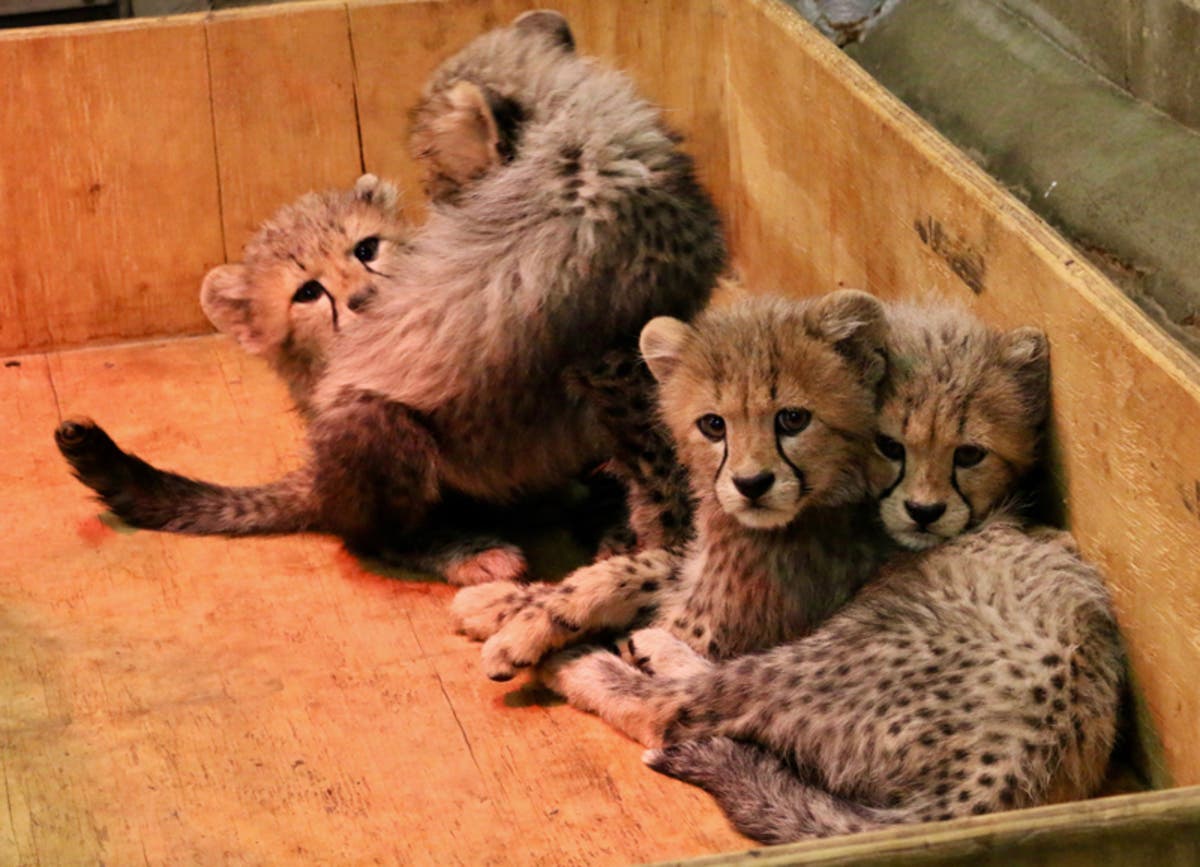 The Bingwa Bunch Saint Louis Zoo Names Eight Cheetah Cubs St Louis 