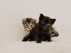 Philbert and Praline, just two of Tabby's Place's lovable kittens