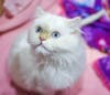 Cotton is thriving and cherished at Tabby's Place