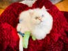 Tabby's Place is the happy end of a long journey for little Cotton