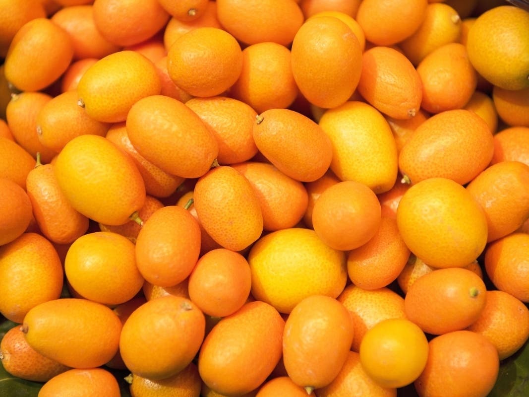 Orange kumquat fruits and green leaves