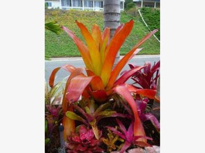 Landscape Bromeliads for Sale Drought Tolerant Plants San Clemente