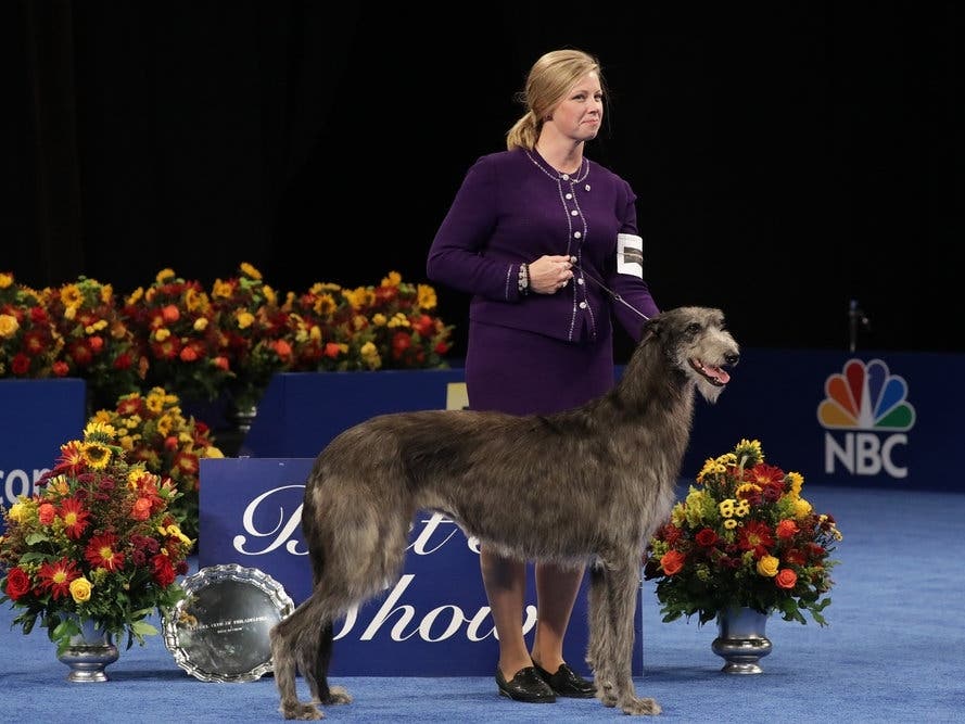 The Scottish deerhound who took home the top honor at the 2021 National Dog Show, presented by Purina. 