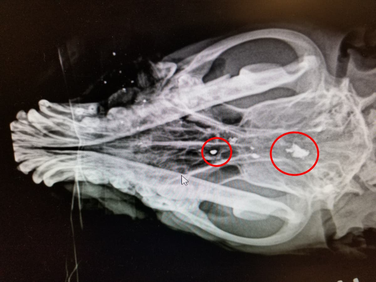 Dog Recovering In Brandon After Being Shot In Head Twice | Brandon, FL ...
