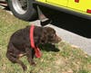 Jake the family dog looks sad and scared as firefighters put out the fire that destroyed his home. 