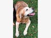 Sammy the family dog escaped without injury. 