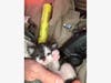 Four kittens were rescued when a house caught fire Sunday in Port Richey.