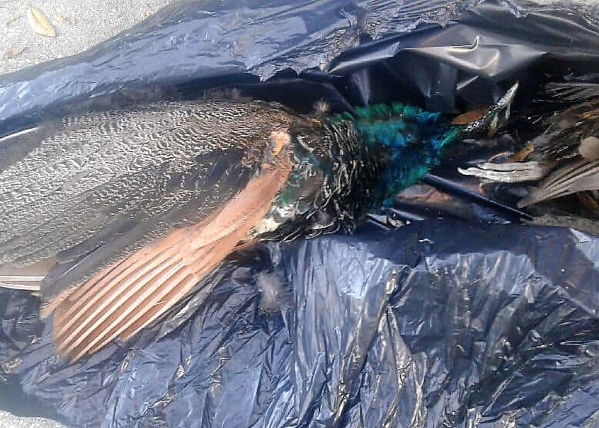 Two of the peacocks that have roamed Boyette Springs for years were found shot and killed. 