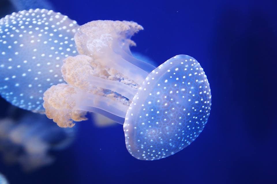 The Florida Aquarium is preparing to open an exhibit to allow visitors to touch a jellyfish. 