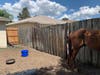 The horses were kept in a 40-square-foot back yard. 