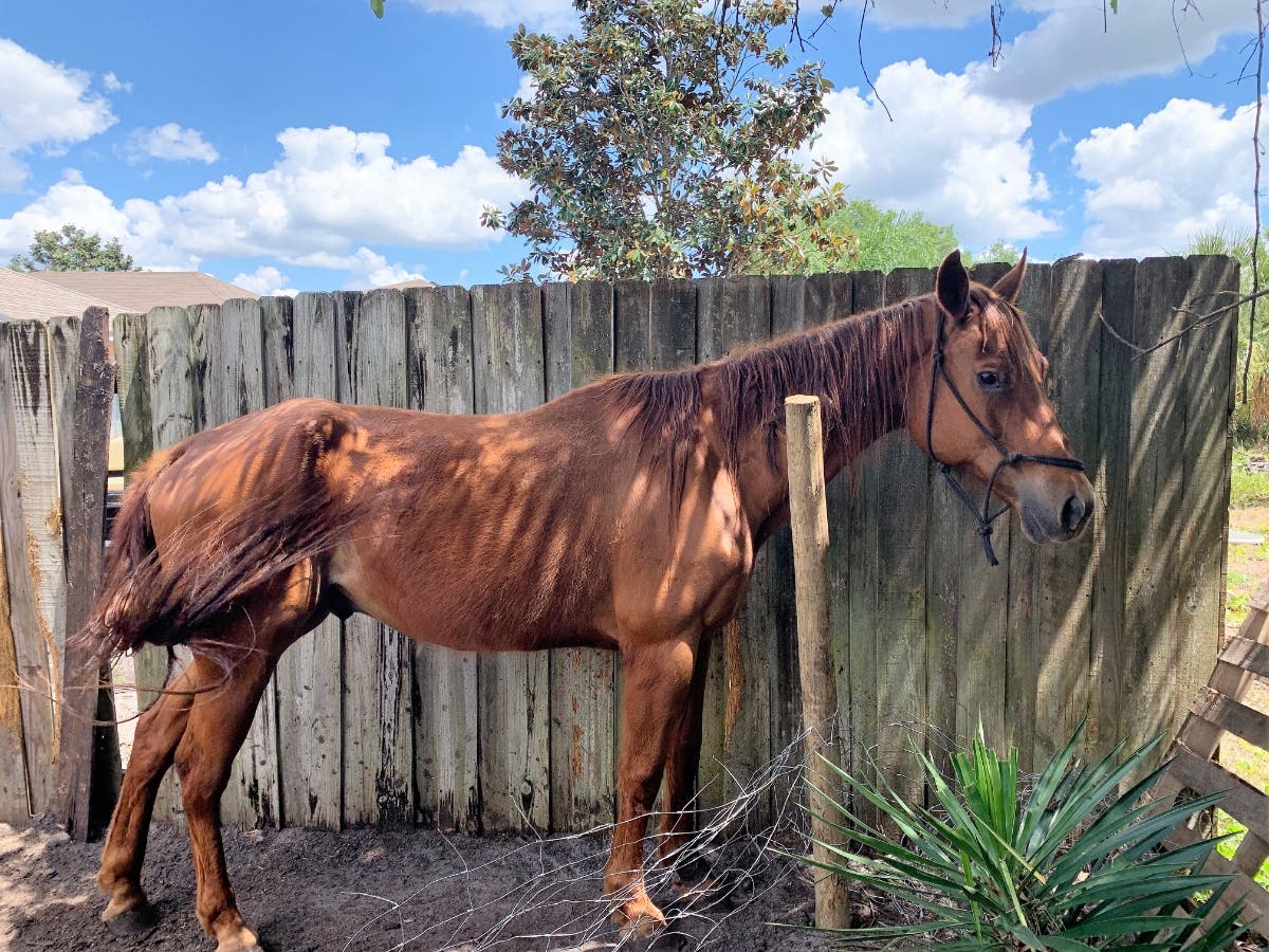 https://patch.com/img/cdn20/users/22976176/20190412/090212/styles/raw/public/horse-4.JPG
