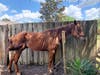 One horse survived and is being treated for neglect. 