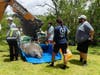  The Clearwater Parks and Recreation Department lifted the 2-ton manatee out of the water with a backhoe. 