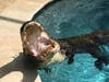 This gator wasn't happy to be removed from a pool in The Eagles subdivision in April 2018.