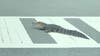 Resident Keith Soloninka took this photo of a civic-minded gator using a crosswalk in Land O' Lakes. 