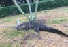 A trapper was summoned to remove this 9-foot gator from a Clearwater neighborhood.