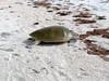 A rare Kemp's ridley sea turtle has made a nest on an undisclosed beach in Clearwater. 