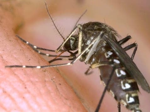 Orkin has released its annual rankings of worst cities for mosquitoes.