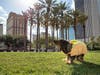 Tampa's park aren't just for people. 