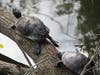McGough Nature Park is known for its large turtle population. 