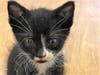 Columbo is recovering after being thrown out of the window of a moving car. 