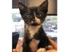 The 4 1/2-week-old kitten is recovering after being thrown from a car. 