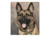K9 Baca sniffed out 115 pounds of pot. 