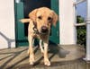 Phi is the first certified law enforcement human remains detection dog in Tampa Bay. 