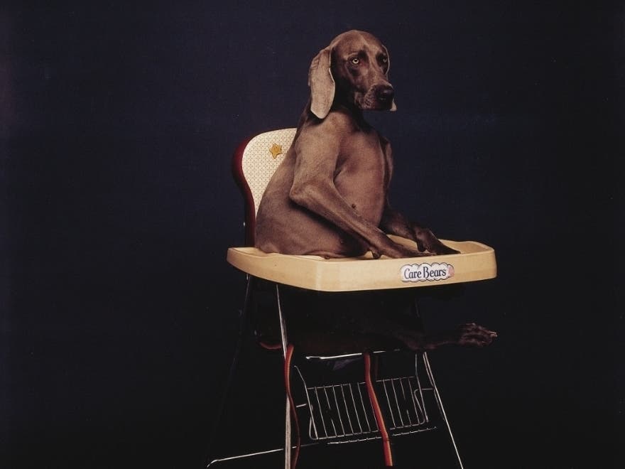 William Wegman's 1988 "Waiting for Dinner" is among the photos in the exhibit. 