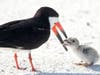 Largo resident Karen Mason took these heartbreaking photos of a mother skimmer feeding her chick a cigarette butt.