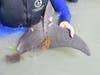 A bottlenose dolphin calf became entangled in fishing line. 
